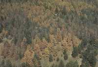 Mountain Pine Beetle Aerial Pic