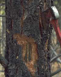 Mountain Pine Beetle Damage